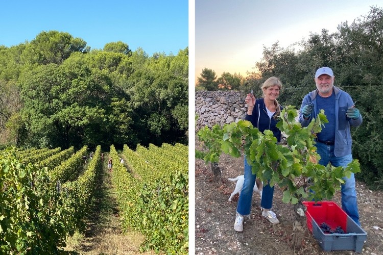 Friends and family members join a crew from Spain who've been hand-harvesting for Borie la Vitarele harvest for years. 