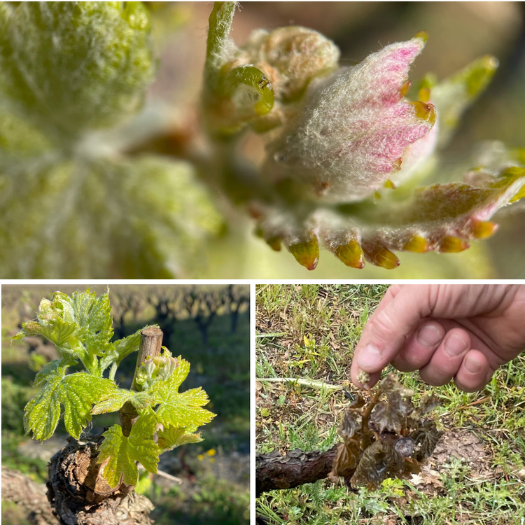 Healthy buds at Bud Break, and damaged bud from early freeze