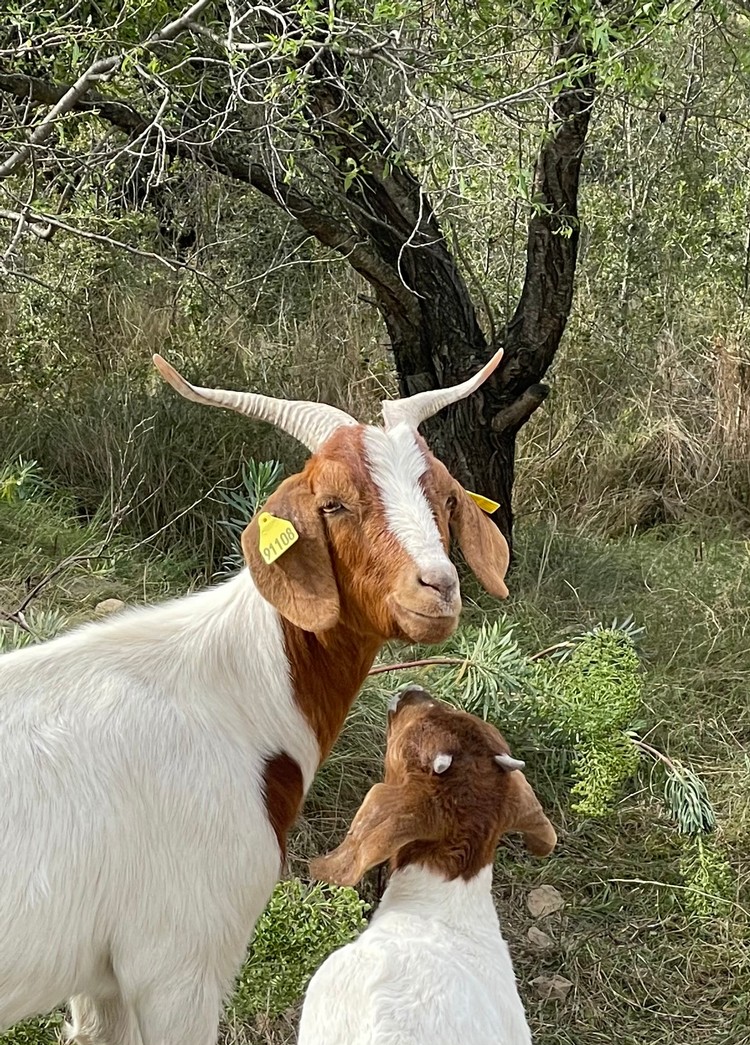 Springtime is also for baby goats!