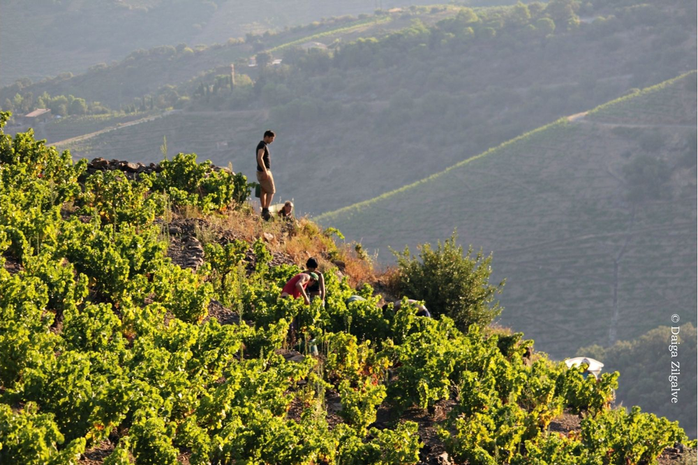 Domaine de la Rectorie's high-altitude slopes produce extraordinary wines.
