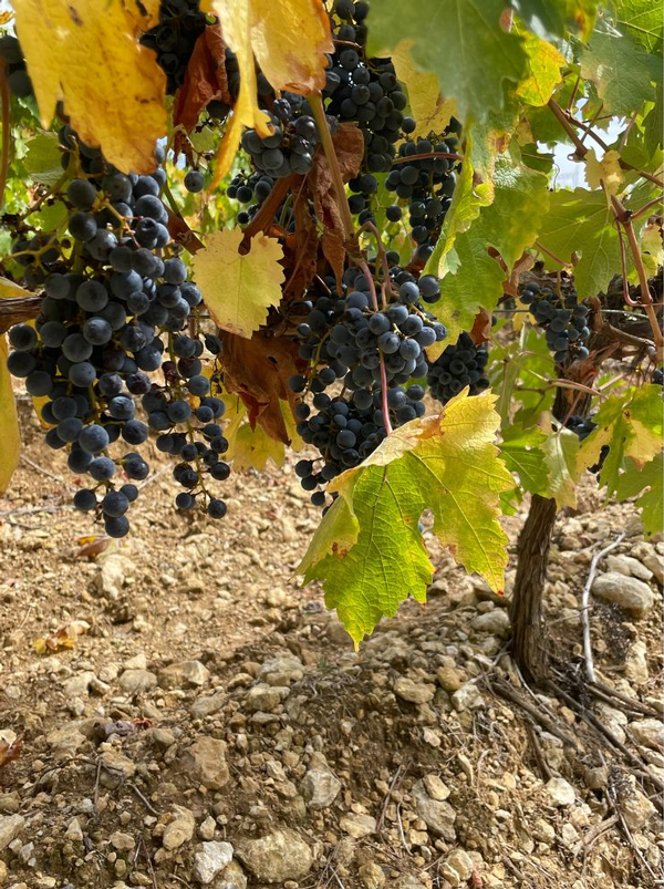 Last grape standing! Cabernet Sauvignon vines