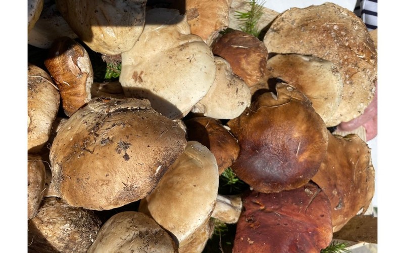 Porcini mushrooms, or cepes, collected by local mushroom hunters.