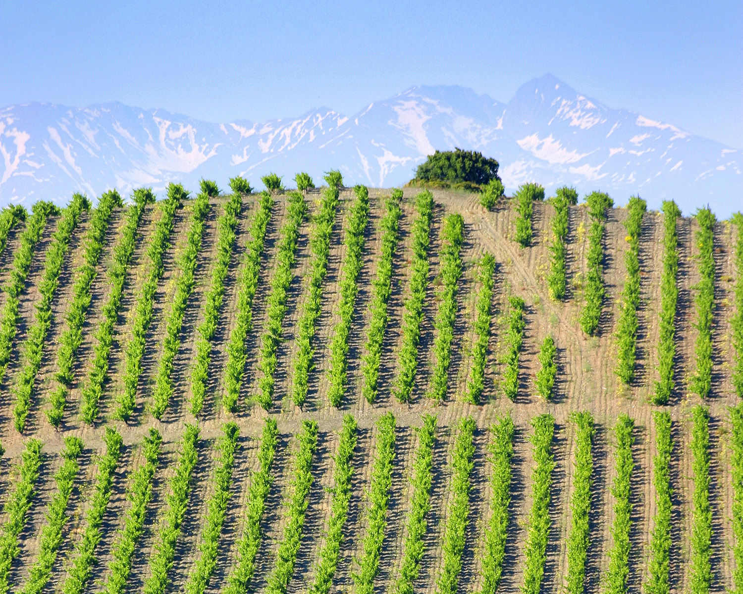 Princess & Bear chooses wine grapes from the finest vineyards